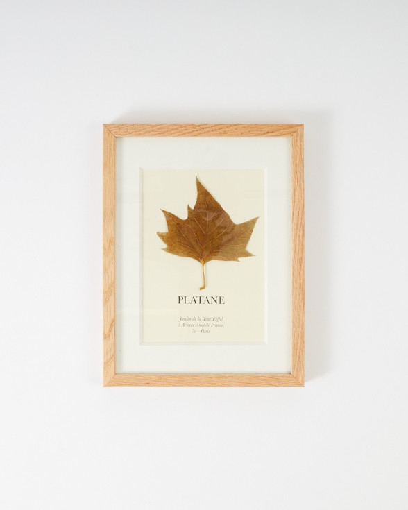 Herbarium Frame featuring a leaf from the gardens of the Eiffel Tower