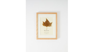 Herbarium Frame featuring a leaf from the gardens of the Eiffel Tower