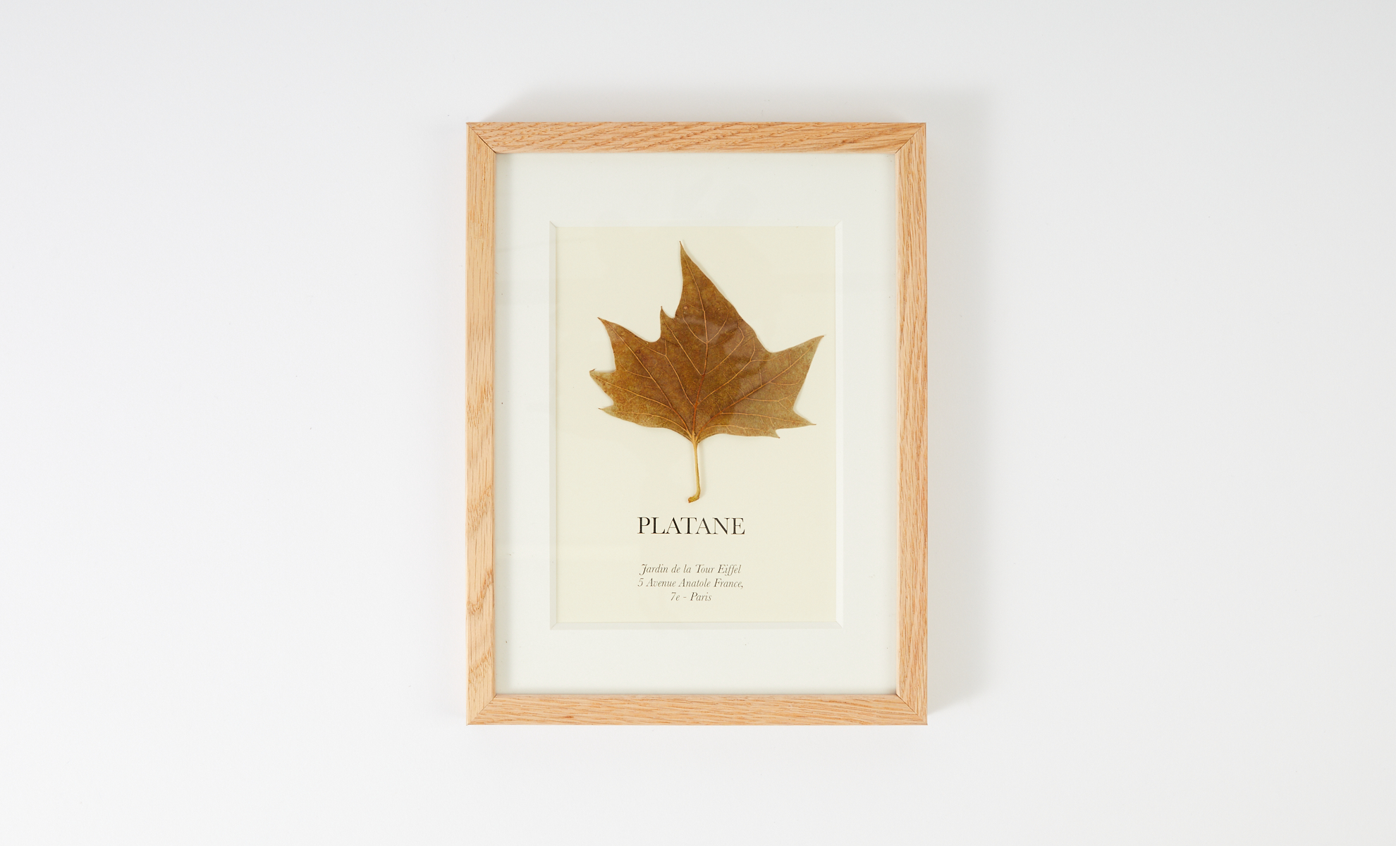 Herbarium Frame - FRAGMENT